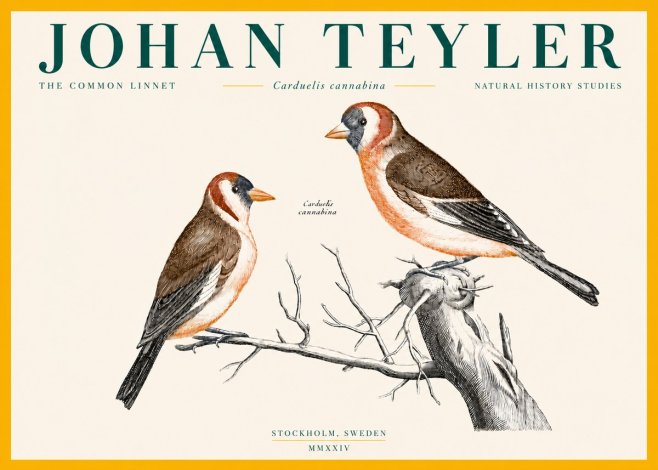 Johan Teyler The Common Linnet No4 - Juliste