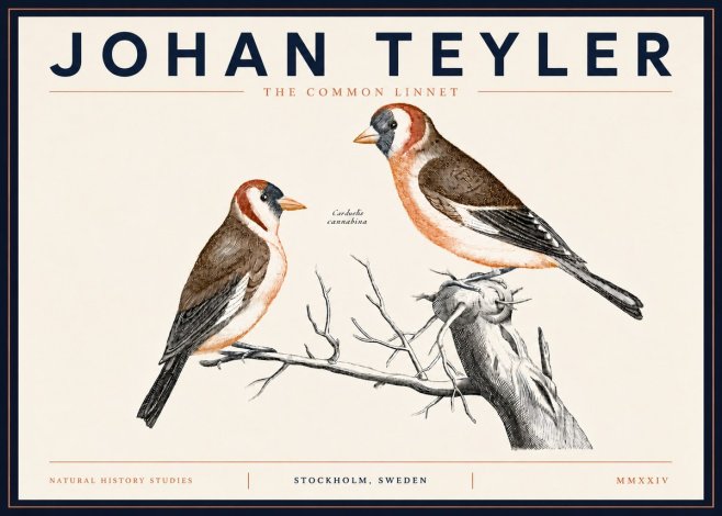 Johan Teyler The Common Linnet No5 - Juliste