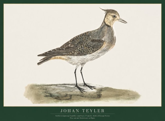 Johan Teyler Northern Lapwing (Vanellus Vanellus) No1 - Juliste