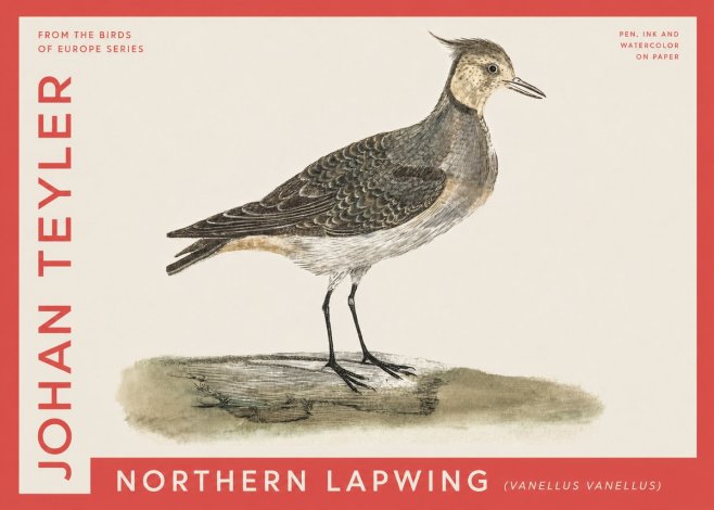 Johan Teyler Northern Lapwing (Vanellus Vanellus) No4 - Juliste