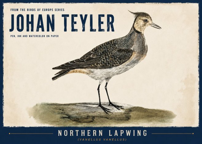 Johan Teyler Northern Lapwing (Vanellus Vanellus) No6 - Juliste