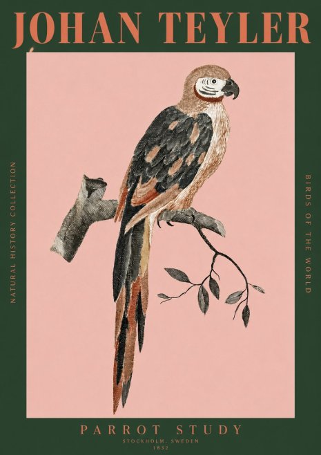 Johan Teyler Parrot Study I No2 - Juliste