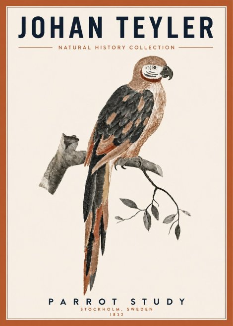 Johan Teyler Parrot Study I No3 - Juliste