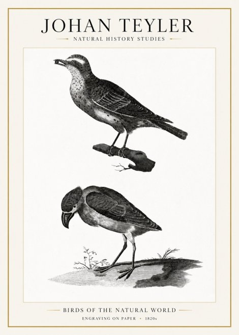Johan Teyler Birds of the Natural World No1 - Juliste