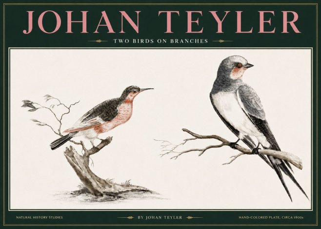 Johan Teyler Two Birds on Branches No3 - Juliste