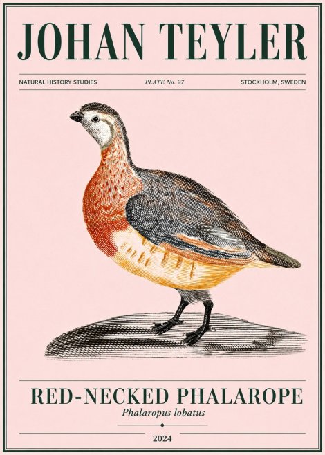 Johan Teyler Red-necked Phalarope No4 - Juliste
