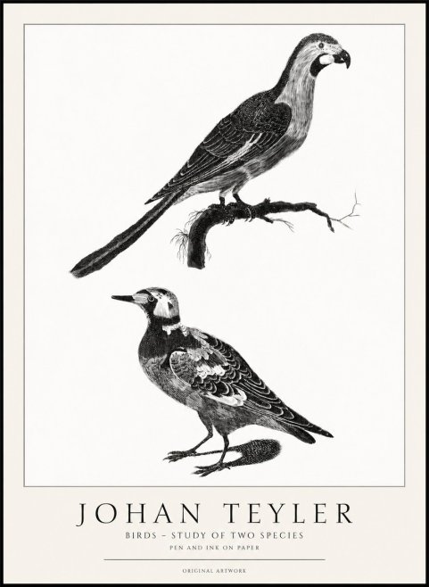 Johan Teyler Birds - Study of Two Species No1 - Juliste