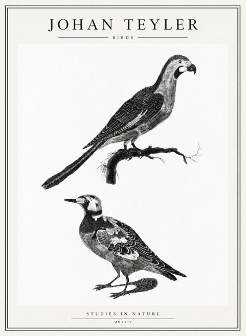 Johan Teyler Birds - Study of Two Species No2 - Juliste