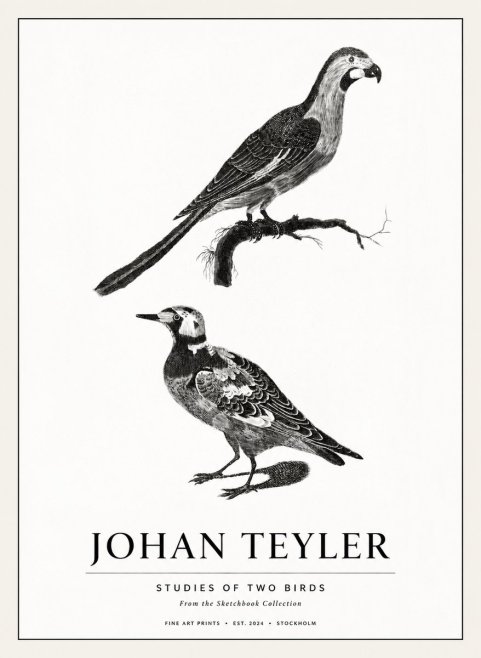 Johan Teyler Birds - Study of Two Species No3 - Juliste