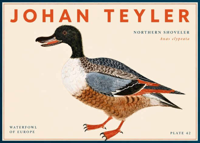 Johan Teyler Northern Shoveler (Anas Clypeata) No6 - Juliste