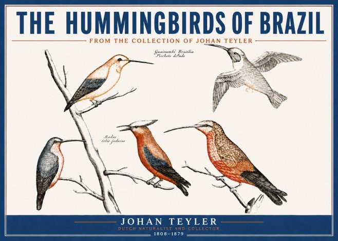 Johan Teyler The Hummingbirds of Brazil from the Collection of Johan Teyler No4 - Juliste