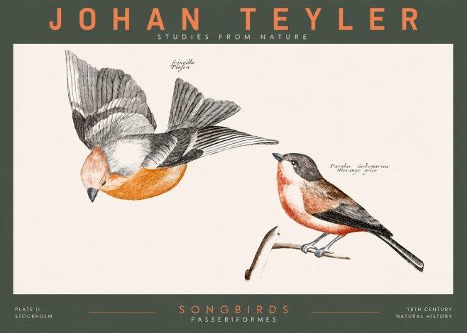 Johan Teyler Songbirds - Plate Ii No2 - Juliste