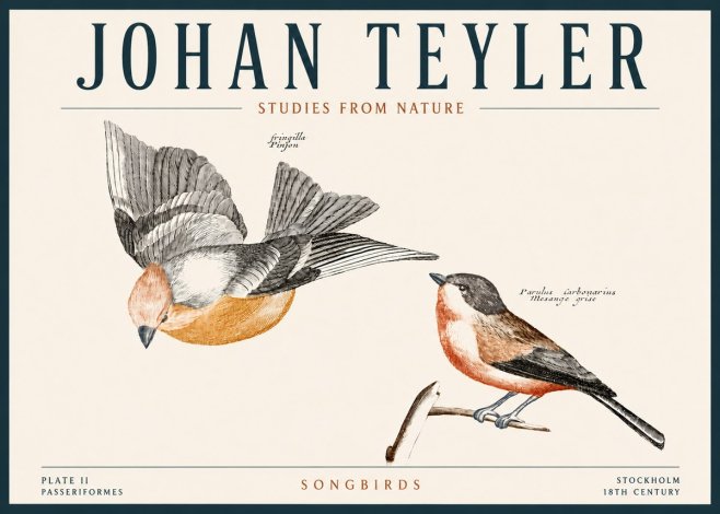 Johan Teyler Songbirds - Plate Ii No4 - Juliste