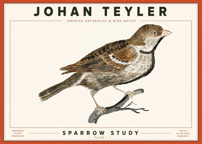Johan Teyler Sparrow Study No4 - Juliste