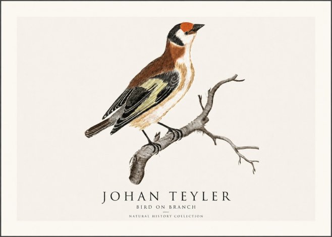 Johan Teyler Song of the Finch No2 - Juliste