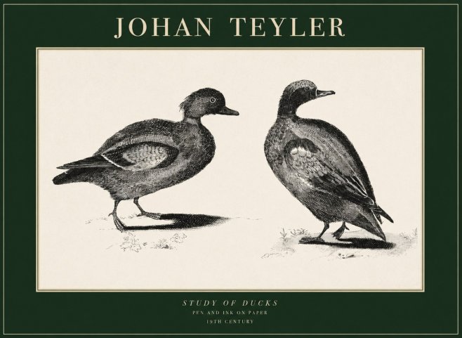Johan Teyler Study of Ducks No1 - Juliste