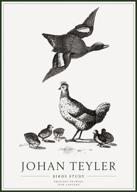 Johan Teyler Birds Study No1 - Juliste