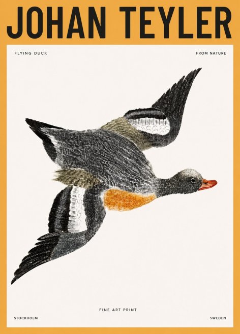 Johan Teyler Flying Duck No3 - Juliste
