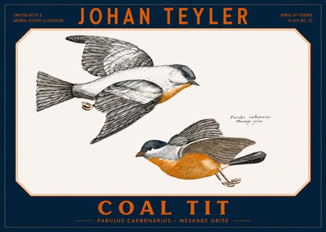 Johan Teyler Coal Tit No2 - Juliste
