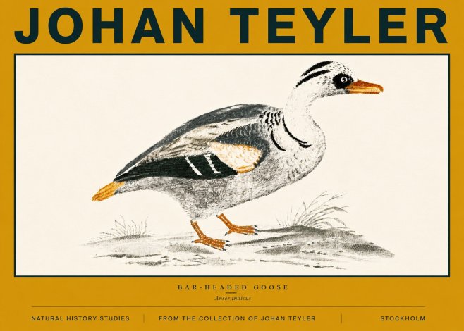 Johan Teyler Bar-headed Goose No6 - Juliste