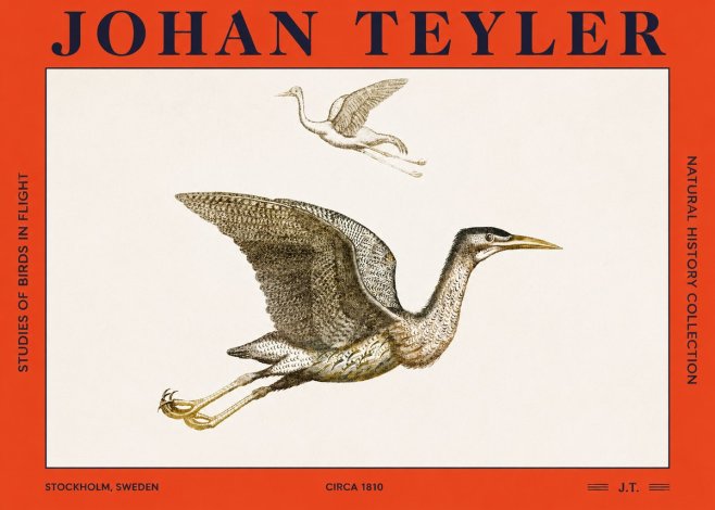 Johan Teyler Studies of Birds in Flight No2 - Juliste