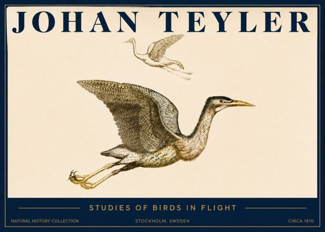 Johan Teyler Studies of Birds in Flight No3 - Juliste