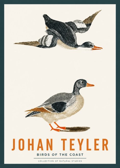Johan Teyler Birds of the Coast No2 - Juliste
