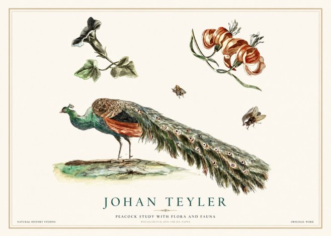 Johan Teyler Peacock Study with Flora and Fauna No1 - Juliste