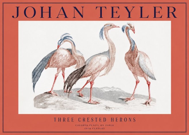 Johan Teyler Three Crested Herons No2 - Juliste