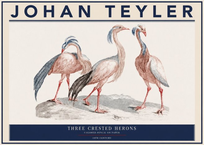 Johan Teyler Three Crested Herons No3 - Juliste