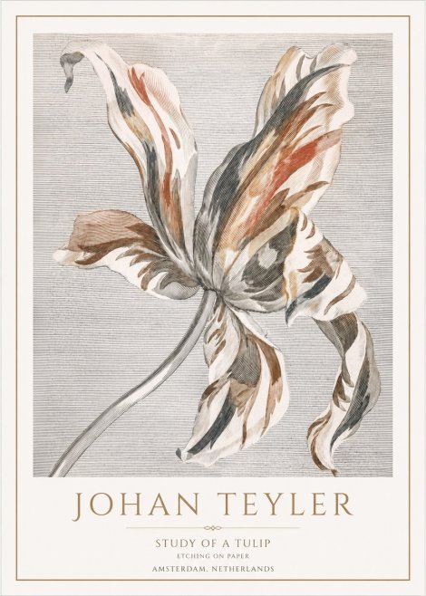 Johan Teyler Study of a Tulip No1 - Juliste