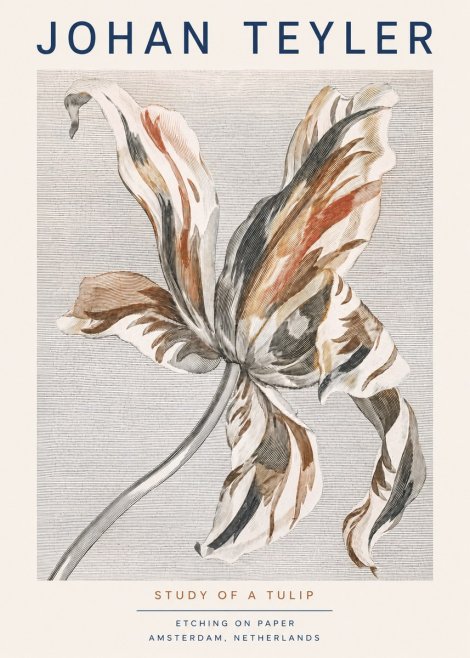 Johan Teyler Study of a Tulip No3 - Juliste