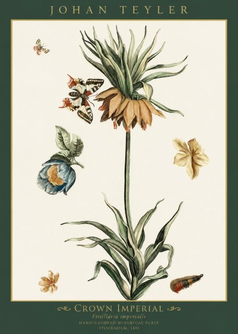 Johan Teyler Crown Imperial No1 - Juliste