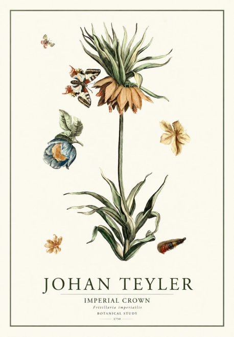 Johan Teyler Crown Imperial No2 - Juliste