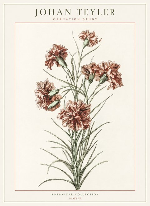 Johan Teyler Carnation Study No1 - Juliste