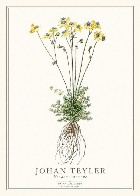 Johan Teyler Meadow Anemone No1 - Juliste