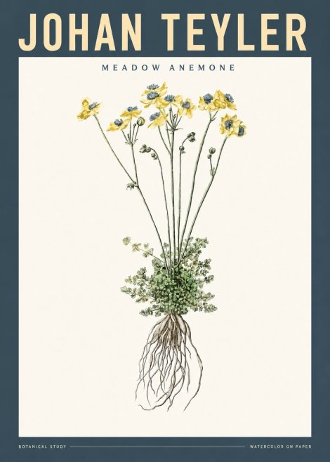 Johan Teyler Meadow Anemone No2 - Juliste