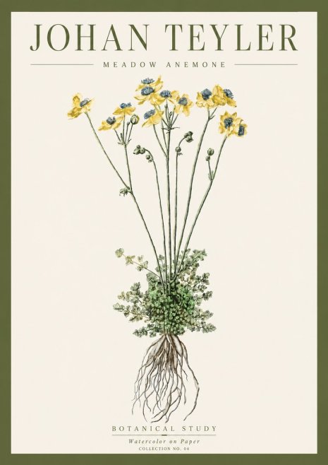 Johan Teyler Meadow Anemone No4 - Juliste
