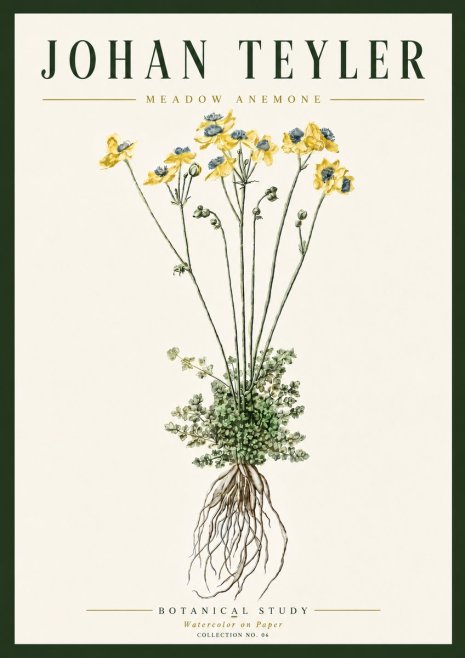 Johan Teyler Meadow Anemone No6 - Juliste