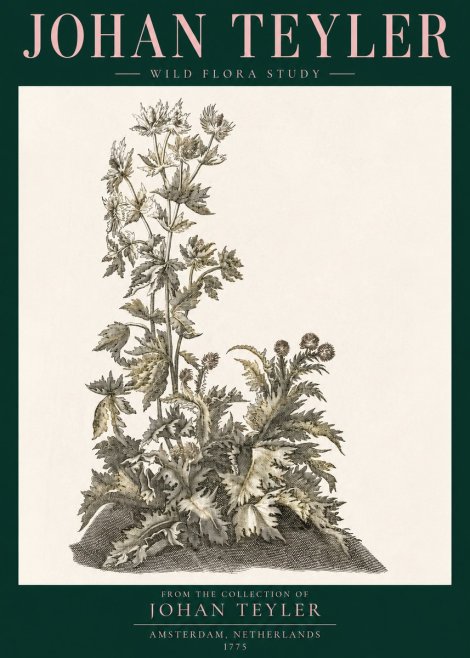 Johan Teyler Wild Flora Study No3 - Juliste