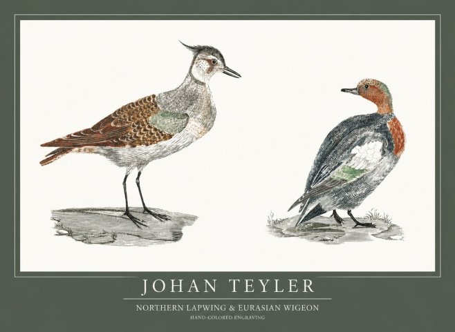 Johan Teyler Northern Lapwing & Eurasian Wigeon No1 - Juliste