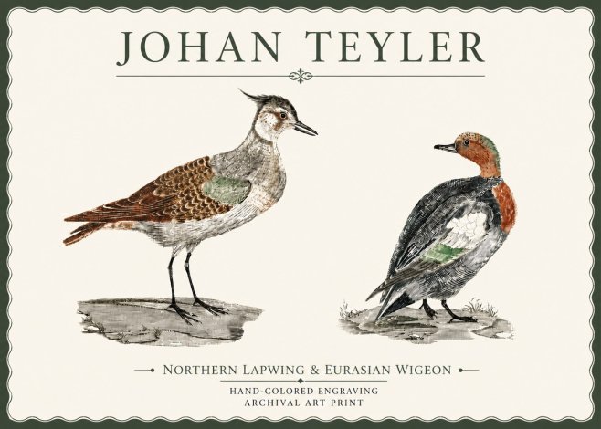 Johan Teyler Northern Lapwing & Eurasian Wigeon No4 - Juliste