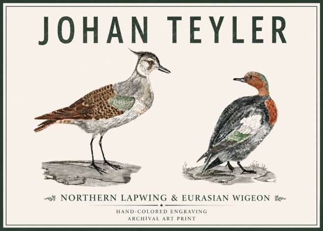 Johan Teyler Northern Lapwing & Eurasian Wigeon No5 - Juliste