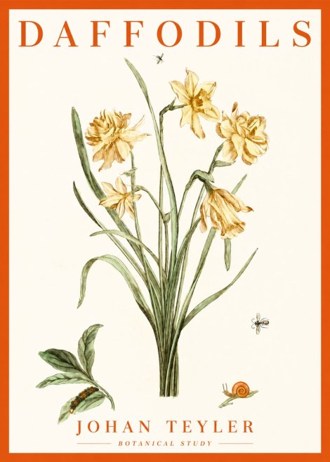 Johan Teyler Daffodils No2 - Juliste