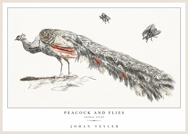 Johan Teyler Peacock and Flies - Animal Study No1 - Juliste