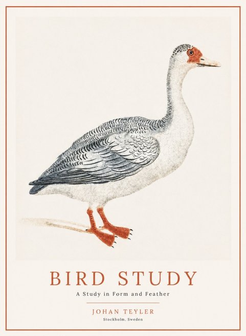 Johan Teyler Goose Study No2 - Juliste