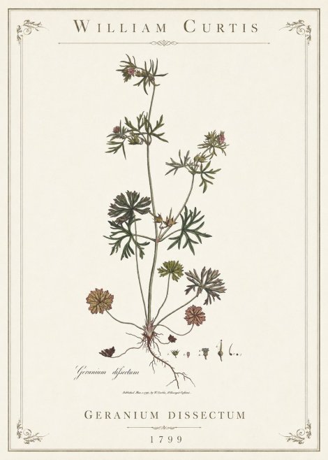 William Curtis Geranium Dissectum I No1 - Juliste