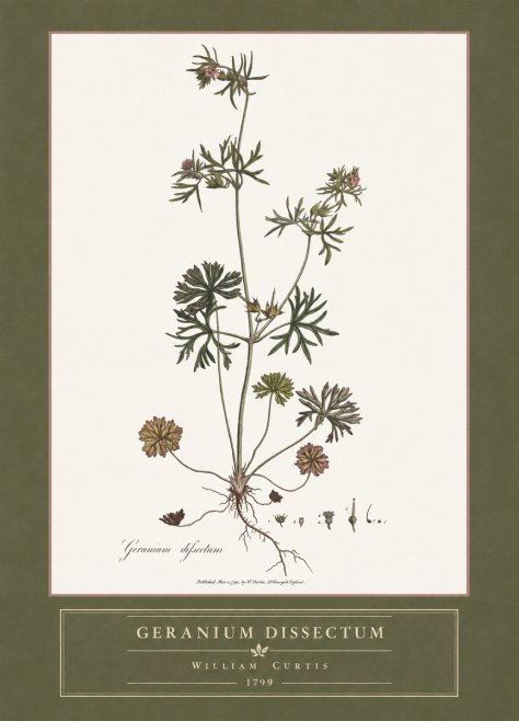 William Curtis Geranium Dissectum I No4 - Juliste