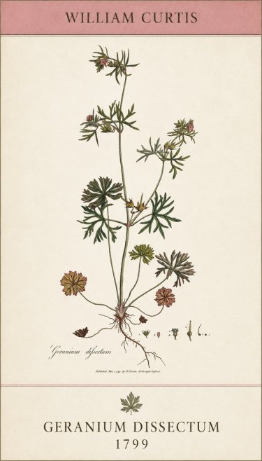 William Curtis Geranium Dissectum I No5 - Juliste