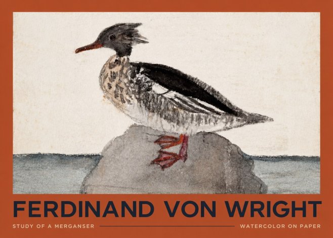 Ferdinand von Wright Study of a Merganser No2 - Juliste